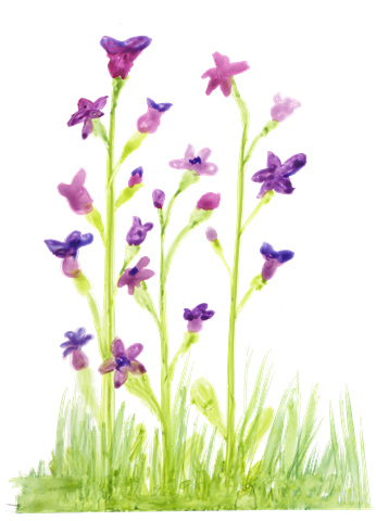illustrator bryant carol purple flowers
